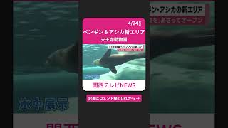 生息地のチリ＆カリフォルニアを“再現”　天王寺動物園に改装で一新「ペンギン＆アシカ新エリア」 #shorts