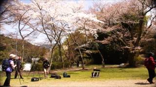 【小づつみ桜】談山神社　奈良県桜井市　11.Apr.2014.