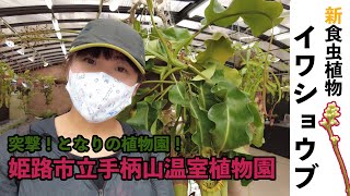 【食虫植物】突撃となりの植物園！姫路市立手柄山温室植物園！他ではなかなか見れないレアな食虫植物がたくさん展示された食虫植物展に潜入！新食虫植物認定されたイワショウブ。その仲間をみんなで観察してみるよ！