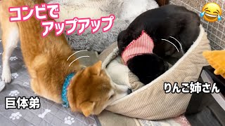 おちゃめで陽気な柴犬コンビがずっとイチャイチャしていて可愛すぎました！