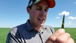 Fungicide Timing in Summit Oat