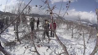 20210114長野県果樹研究会リンゴ部会1336～半わい化剪定交流会・永野氏