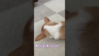 チワワの愛犬とただおうちデートするだけ