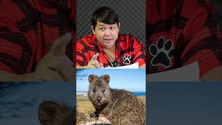 ควอกก้า (Quokka) จิงโจ้จิ๋วหน้ายิ้ม ที่ชอบถ่ายรูปและเซลฟี #สัตว์โลกน่ารัก #reelsviral#australia