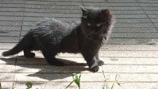 When Adopted Kitten Screamed Too Much, She Was Brought To Play With Her Siblings