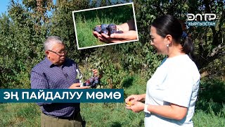 ЭҢ ПАЙДАЛУУ МӨМӨ // ЧАРБАКЕР