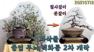 중엽 무늬 백화등(마삭줄)