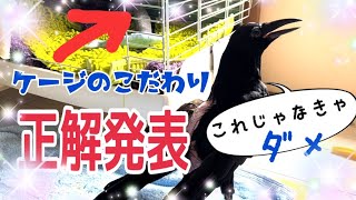 正解発表‼新しいケージが気に入らない理由が盲点過ぎた‼カラスのラビ2022/9/3撮影KUPPI the Crow