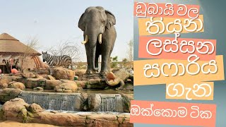 ඩුබායි සෆාරි උද්‍යානය… | DUBAI SAFARI PARK Adventure |