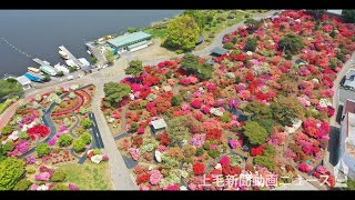 【ドローン空撮・絶景】人知れず咲く絶景ツツジ　館林・つつじが岡公園　新型コロナ防ぐため閉鎖中★#StayHome　ぐんまの絶景★