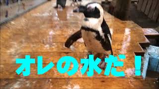 【ペンギン】お水大好きハチミツ君（伊勢シーパラダイス／水族館）