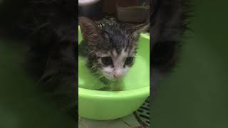 子猫6匹を保護しました。身体中ノミだらけだったのでお風呂に入れました