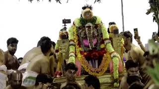 Thiruvallikeni Parthasarathy Perumal Kovil -Thelliya Singa Perumal Theppothsavam_2023-02-23_38m 44s