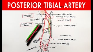 Posterior tibial artery - Origin, Course, Branches | Anatomy Tutorial