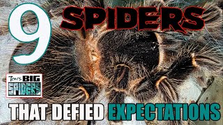 Surprise! 9 Spiders That Defied My Expectations