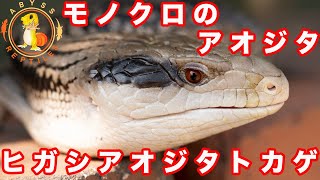 ヒガシアオジタトカゲを紹介してみた！！