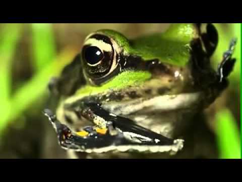 Frogs Youtube