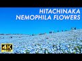 【4K Japan Walk】Beautiful Nemophila Flowers in full bloom in Hitachi Seaside Park