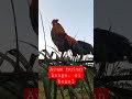 Pikat ayam hutan merah sumatera,