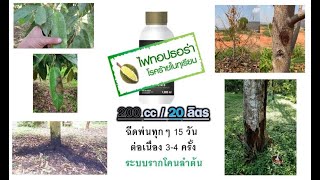 ทุเรียนอินทรีย์ อ.บางขัน จ.นครศรีธรรมราช 0866178949