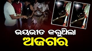 ଭୟଭୀତ କରୁଥିଲା ଅଜଗର   | Odisha Reporter