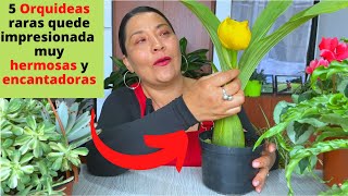 5 orquideas raras quede encantada, debes tenerla!!