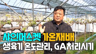 샤인머스켓 가온재배 생육기 온도관리 및 GA처리 시기