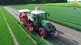 Biologische Preiplanten Rooien 2017| Harvesting Organic Leek Plants| Keizers Plantproducts