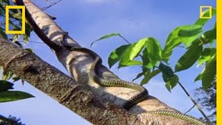 Flying Snake Hunts Leaping Lizard | National Geographic