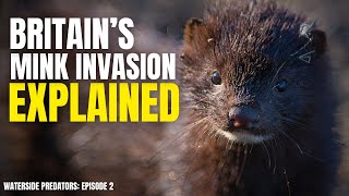 How Mink are Changing Britain's Wildlife