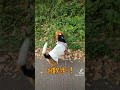 パパと散歩 ビーグル ビーグル犬栗 beagle beagles pet ペット 大阪 萌 かわいい 犬 dog たのしい happy 比格 比格犬板栗 　 比格大魔王