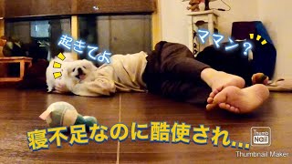 [Pekingese] Umeko overuses BBA for lack of sleep