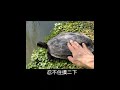 斑龜巴西龜【快樂龜日子】台南巴克禮公園～超棒的烏龜生態環境