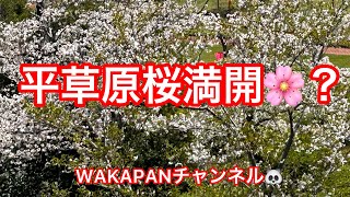 平草原公園🌸桜満開？WAKAPANチャンネル🐼