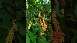 Bignay berries a native fruits, where available in tropical countries, 🍷🍾👌try it 🥃🥂🍹🍺🍻🍸👍