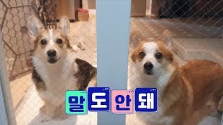 산책에 목마른 강아지