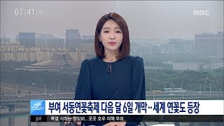 [대전MBC뉴스]부여 서동연꽃축제 다음 달 6일 개막