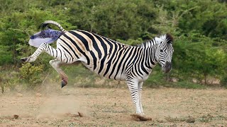 Zebra Giving Birth Success In The Wild