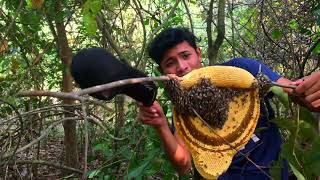 Take wild bees and find bees in the forest យកឃ្មុំព្រៃ នឹងការស្វែងរកឃ្មុំនៅតាមព្រៃ Episode #031