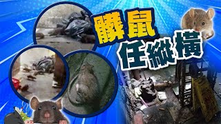 【on.cc東網】東方日報A1：清潔騷散場　老鼠竇復常