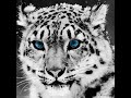Physco post malone cool wallpapers