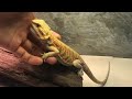 Cara Pegang Bearded Dragon || Handling Bearded Dragon || Bahasa Malaysia