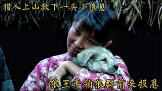 猎人上山救下一头小狼崽 狼王率领狼群前来报恩