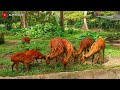 llet vlog 12 zoo negara malaysia 国家动物园