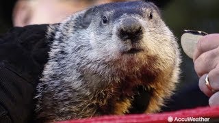 Will Punxsutawney Phil see his shadow this year?