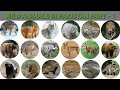 WILD ANIMALS IN PAKISTAN  | Part 1