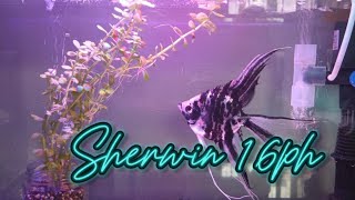 🔴 ANOTHER QUICK LIVE UPDATE WITH MY ANGELFISH #angelfish #aquarium #fishtank #asmr