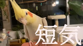 うちのインコが短気すぎる【凶暴】【オカメインコ】