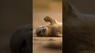 Cute Harbor seal baby #cute #youtubeshorts #harborseal #shorts #pets #animals #animalshorts #viral