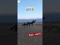 көкпар лазер қазақстан horses ат кокбору аттила улак астана кокпар лошади конь лошадь